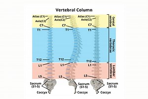 Where is middle back pain located? - Spinal Backrack