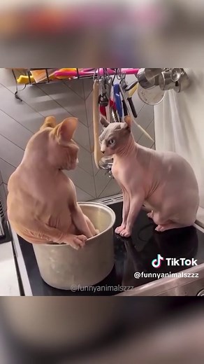 Funny Animals Compilation: Hilarious Videos of Pets and Wildlife