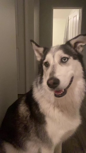 Demon Dog Memes: A Gamer's Worst Nightmare