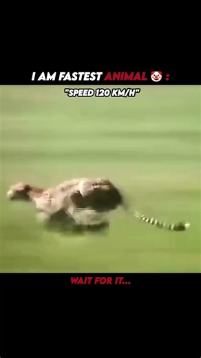 Fastest Animal on Land ⚡💀 #shorts