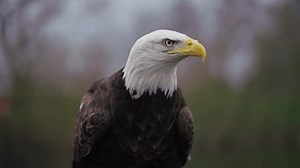 Angry Bald Eagle Squawking Looking Fiercely: video de stock (totalmente libre de regalías) 3739814731 | Shutterstock
