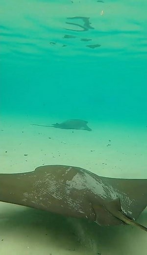 Swimming Behind Magnificent Stingrays at Discovery Cove Orlando’s Coolest All Inclusive Theme Park