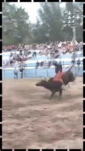 22K views · 966 reactions | Una de las Mejores Montas que hemos visto del Campeonato Nacional de Rodeo 2025. Jeudi Forcades en "El Miura". Esta muy bien este Jinete. Felicidades Vaquero. #horse #seguimostraslahistoria #salondelafamarodeocubano #caballos #horses #rodeo | El Mas Puro Rodeo Cubano | Facebook