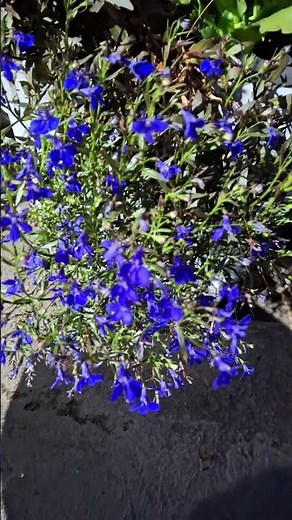 lobelia