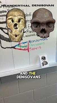 Where did we come from? The Human Evolution Family Tree #evolution #learning #biology #history