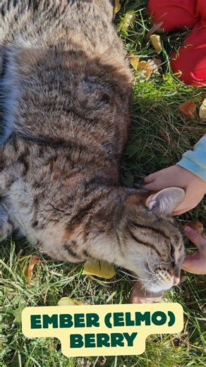 It’s National Cat Day!  Our department is full of cool cats … both the human and the furry kind. Check out some of the Cats of COMM!  #NDSU #NDSUCommunication #NationalCatDay | NDSU Department of Communication | Facebook