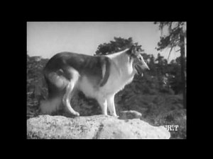 Lassie - Episode #374 - "The Old Man in the Forest" - Season 11, Ep.22 - 02/14/1965