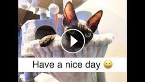 Our cat a Devon Rex Minh Skin is sneaky