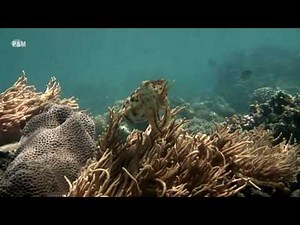 The Cuttlefish Mystery