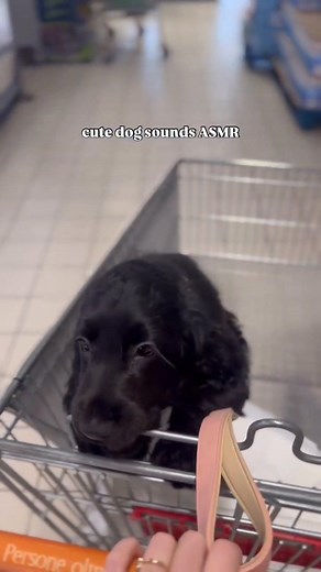 Best sounds  #cockerspanielitalia #blackcocker #cockerspanielcuties #cockerspanielpuppies #dogsounds #asmrdog #cockerspanielmoments | Black Sprocker Spaniel Loves | Facebook
