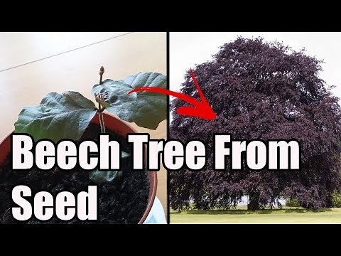 How To Grow Copper Beech From Seed/Nut