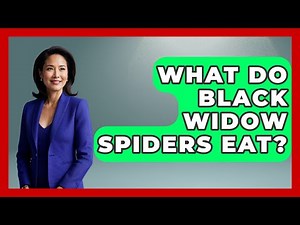 What Do Black Widow Spiders Eat? - Insects and Invaders