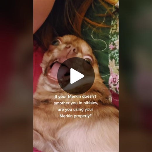 Good Morning Merkin Creature