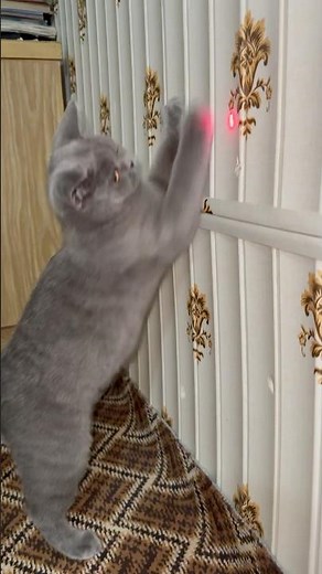 Cat Playing Laser Pointer 😂🔥 | Try Not to Laugh!