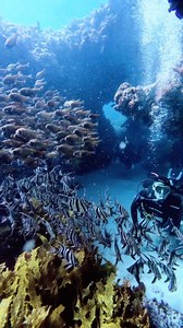 Conditions don't get any better than today at Rottnest!!! 🌊 We had 2 incredible dives on the north side, packed with life. From beautiful swim-throughs to massive schools of fish, it was an underwater wonderland. Plus, the water temp was a perfect 24°C with 25 meters of crystal-clear visibility! 🐠🌟 Can't wait to do it all over again tomorrow and throughout the weekend #RottnestIsland #DivingAdventures #UnderwaterParadise #ScubaLife #AmazingConditions #MarineLife | Bucket List Diver