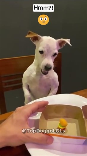 Dog Emoji Reactions 😂🐶 #core #cute #dogsfunny