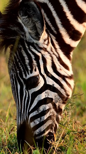 8.9K views · 456 reactions | The Masai Mara is home to large herds of plains zebras. This type of zebra is slightly smaller than the Grevy’s zebra with broader stripes. It was peaceful watching them grazing on the damp green grass from the much needed evening rain. #zebra #zebras #masaimara #masaimaranationalreserve #nature #naturephotography #wildlifephotography #thomasmangelsen #thomasdmangelsen #mangelsen | Thomas Mangelsen | Facebook