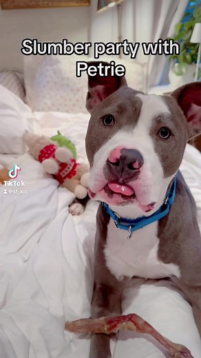 1.3K views · 72 reactions | Slumber party video with Petrie! “Petrie is a delicious combination of gentle, cuddly, curious and energetic. Strangers stopped me on the street to tell me how cute he is. He was never mouthy. He enjoyed a long walk. I learned that his name is the Scottish form of Peter. I enjoyed his visit and so did he!” Petrie can’t wait to be your pink nosed, cuddly & fun sidekick! A502986, 1 year old | Animal Care & Control San Francisco | Facebook