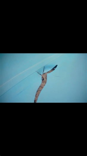 Brushing Your Pool? Watch This First! #shorts