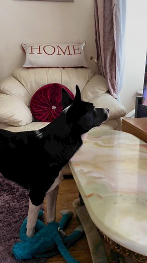 Barney watching the Kings birthday parade | Stephen Kelleher