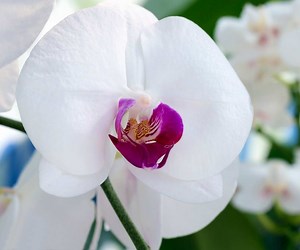 Indoor Orchid Care for Beginners