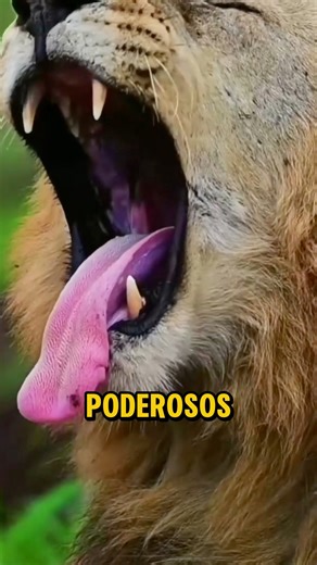 Los 8 animales terrestres más poderosos del planeta #animals | Descubrimientoanimal