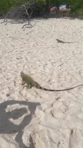 Iguanas Roam on Sandy Beach With Beachgoers