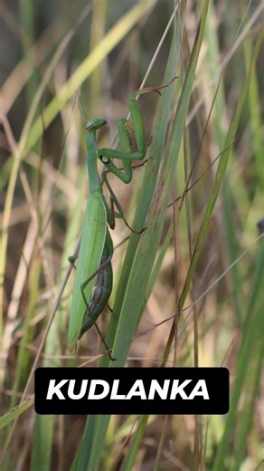DH reptiles on Instagram: "Kudlanka nábožná 朗 Mistr v maskování a lovení 殺 Jaká se vám líbí více? / . . . #zvirata #zajimavosti #kudlanka #priroda #hmyz #czsk #czechnature"