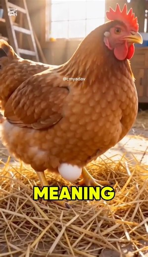 Why Hens Can’t Lay Eggs Every Day 🥚 | 26 Hours Egg Formation Truth