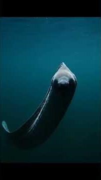 Electric Eel | The Shocking Creature That Generates Its Own Electricity | Nature’s Living Battery