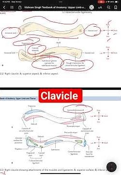 Clavicle Anatomy in 30 Seconds | Easy & High-Yield