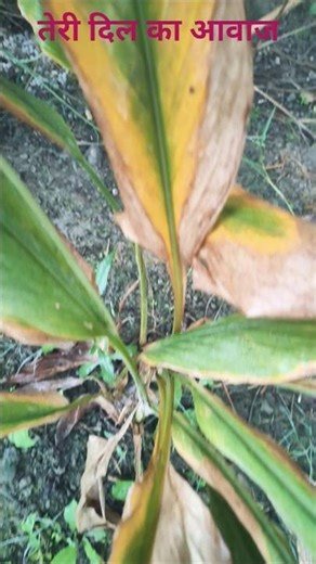 hindi super song #bollywood #ytshorts #trending