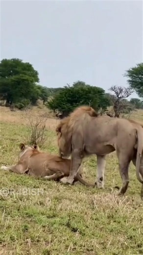 🦁 Lion & Lioness Romantic Moment in the Wild ❤️ | Jungle Love #shorts#explore #shortsfeed #animals