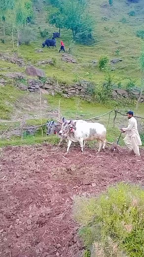 147K views · 5.8K reactions | Mashallah gojri song new song new geet gojrinphari song snsksisjhs gojri phari song new song gojri phari gana gojri phari geet gojrinphari song new song gojri phari song Disclaimer of this video only for entertainment purposes and scripted video | Root Rhythm | Facebook