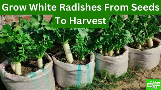 Want to Grow Tons of White Radishes in Containers? Watch This!