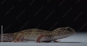 Small gecko with black dots on its skin is looking and breathing, wildlife, 4k