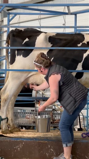 A lesson in milking a cow. 🐄 Udderly fascinating! #farmlife | Alaska State Fair