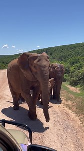 Close enough for you?! 😅🐘 Had this wonderful encounter with this matriarch and her family whilst exploring the southern section of the Addo Elephant National Park. | Dr Dean Allen - Author Speaker Historian