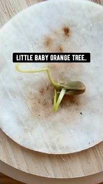 How to grow oranges in your backyard! creative explained