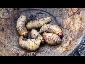 Primitive Technology: Eating Live Worms In Forest So Awesome | Emma Vlogs