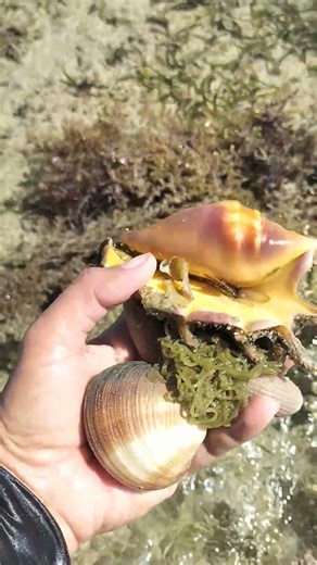 This is how we hunt spider shell when low tide