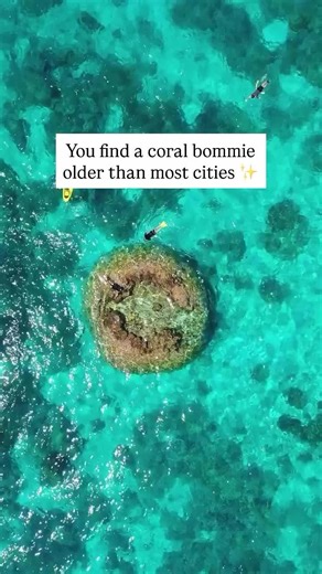 Wilson Island on Instagram: "The Wilson Bommie ✨ Centuries in the making, this coral cathedral lies just a short snorkel or paddle from shore.⁠ ⁠ 📍 Discover this reef relic for yourself. #OnlyOnWilson⁠ ⁠ 📷️: @_markfitz⁠ ⁠ #wilsonisland #gladstoneregion #southerngreatbarrierreef #gbrmarinepark #lovethereef #greatbarrierreef #thisisqueensland #queenslandholidayfeeling #seeaustralia #comeandsaygday"