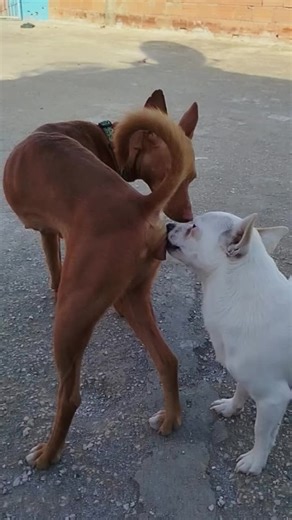 ‏#foryou #foyoupage #videoviral #unfreezemyaccount #doglover