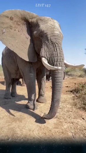 Tại sao loài voi lại có đôi tai lớn đến như vậy. sự thật thú vị mà có thể bạn chưa biết.#voi #độngvật