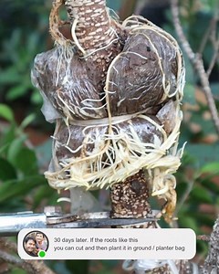 190K views · 2K reactions | Air layering/marcotting any tree, here's how | Grafting Examples | Facebook