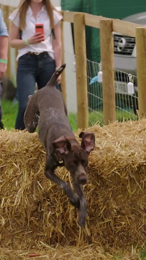 46 reactions | Field sports insurance when partaking in country pursuits including game shooting, deer stalking, fishing and more | BASC - The British Association for Shooting and Conservation | Facebook