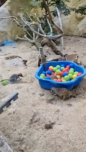 25K views · 403 reactions | Juste des mangoustes qui vivent leur meilleure vie  #mangouste #playtime #zoodelille #animaux #loveanimals | Le Monde des Animaux | Facebook