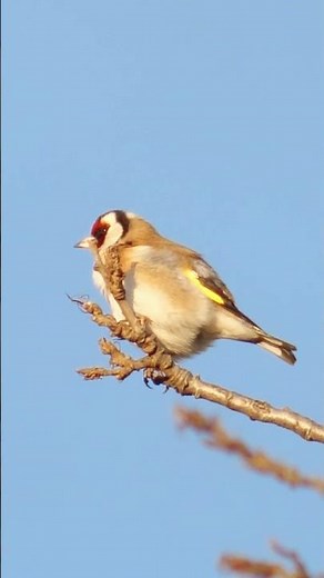 European Goldfinches #birds #nature #birdphotography