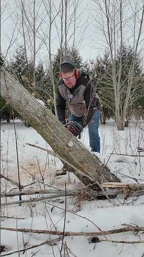 The Perfect Homeowner Saw? Husqvarna 135 Mark II 🌲