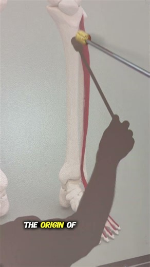 Extensor Digitorum Longus #kinesiology #anatomy #anatomyshorts #science #anatomystudy